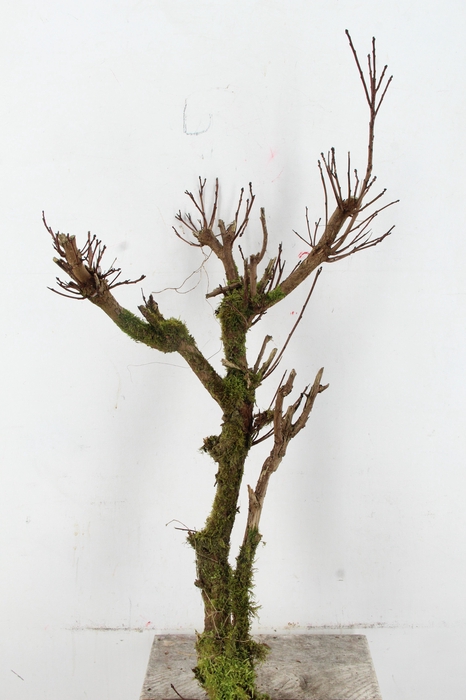 <h4>COTINUS STRONK 80/90CM</h4>