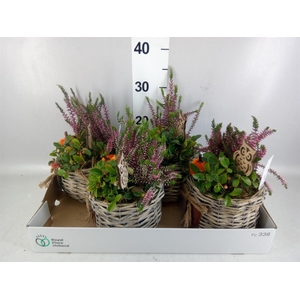 Arr.   Tuinplanten L%