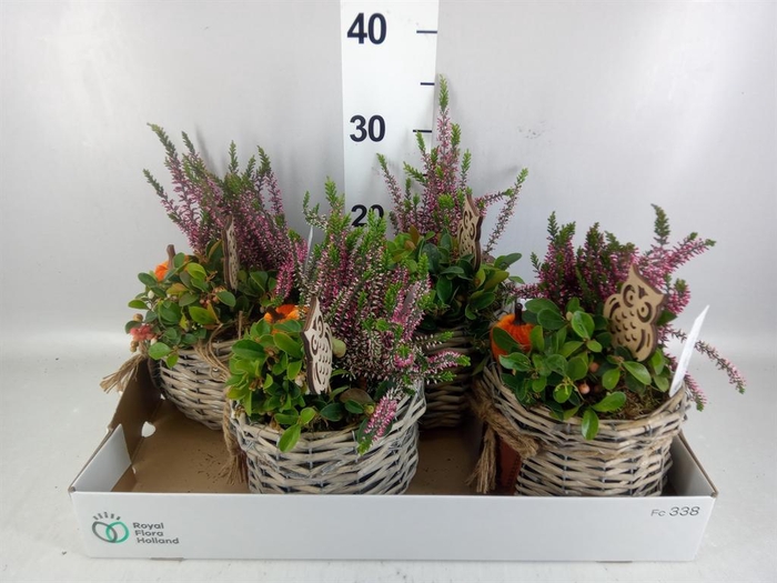 <h4>Arr. Tuinplanten L%</h4>