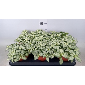 Fittonia  'Mosaic White Forest Fla'