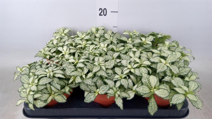 <h4>Fittonia  'Mosaic White Forest Fla'</h4>