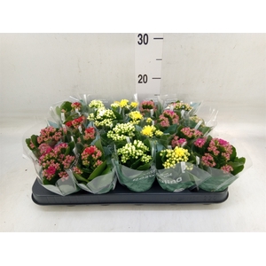Kalanchoe blos. 'RosDon Collection'