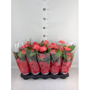 Anthurium andr. 'Esudo'