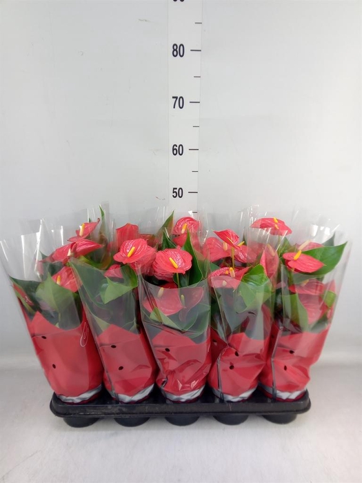 <h4>Anthurium andr. 'Esudo'</h4>