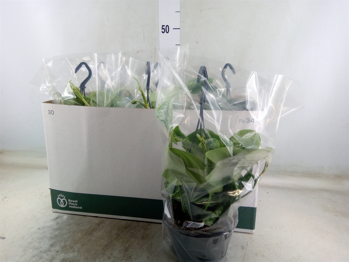 <h4>Scindapsus pictus 'Trebie'</h4>