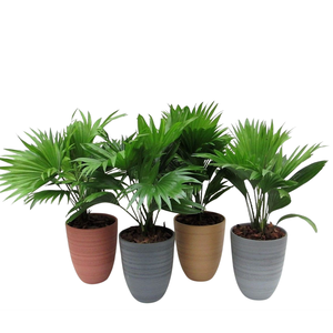 Livistona 830 mix potkleuren