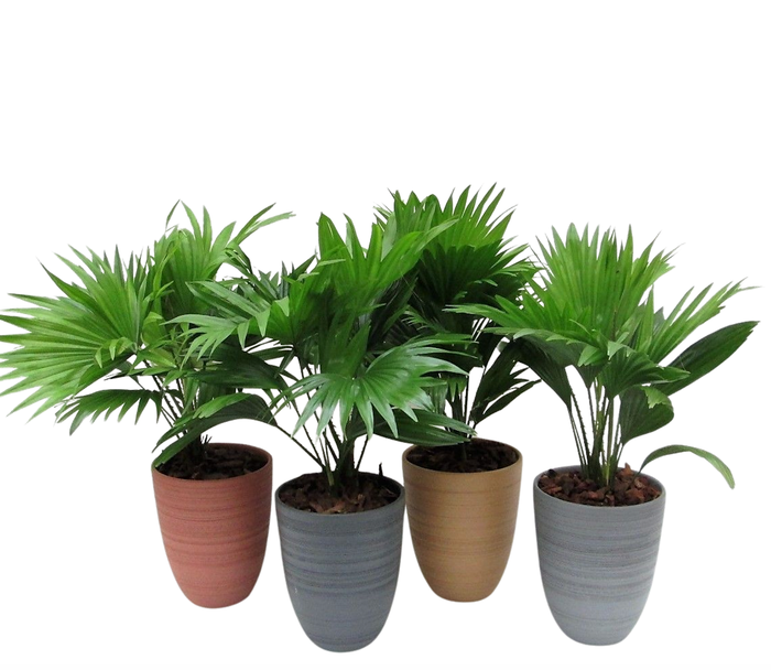 <h4>Livistona 830 mix potkleuren</h4>