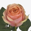Rosa large dividend