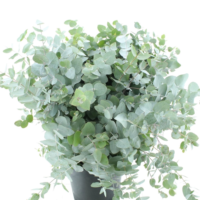 <h4>Euca Cinerea Long 300gram Albenga</h4>