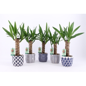 Yucca Keramiek Delft Blue