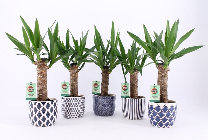 <h4>Yucca Keramiek Delft Blue</h4>