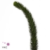 Leaf conifer araucaria araucana