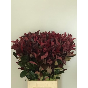 Photinia Red Robin