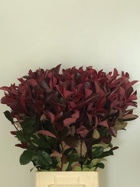 <h4>Photinia Red Robin</h4>