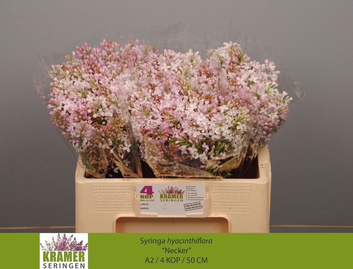 <h4>SYR HY NECKER</h4>