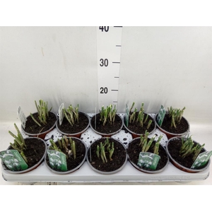 Galanthus nivalis   ...in pot