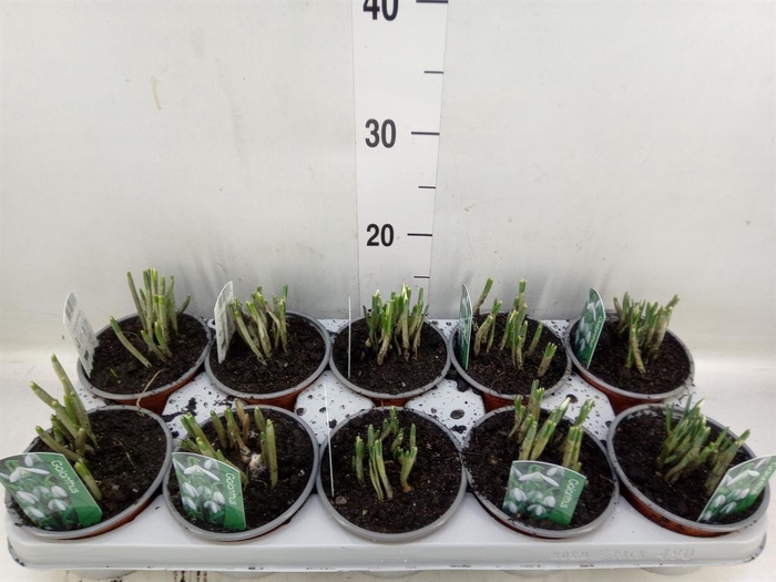 <h4>Galanthus nivalis   ...in pot</h4>