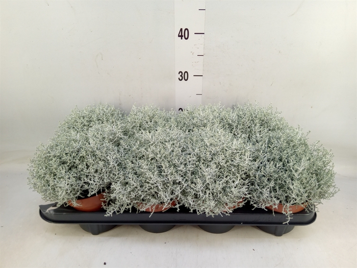 <h4>Leucophyta brownii 'Whimsy Silv'</h4>