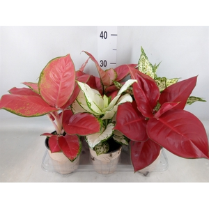 Aglaonema   ...mix