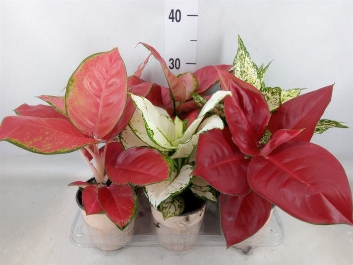 <h4>Aglaonema   ...mix</h4>