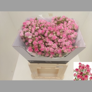 R TR KATE-LYNN PINK