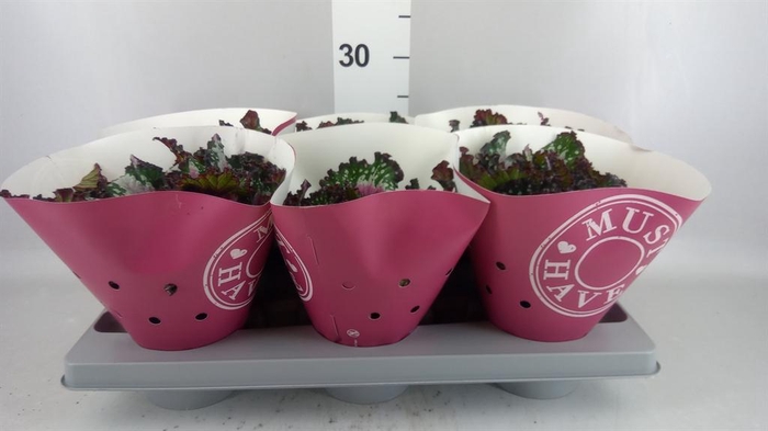 <h4>Begonia BD rex 'Purple Blush'</h4>