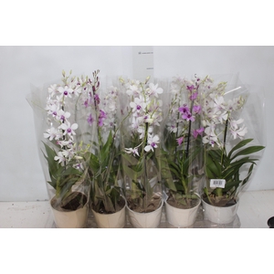 DENDROBIUM BORNEO P13