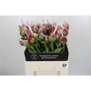 Paeonia Command Performance