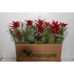GUZMANIA FINEST RED P14