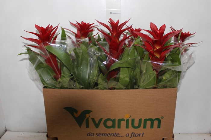 <h4>GUZMANIA FINEST RED P14</h4>