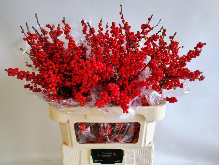 <h4>ILEX VE RODE BES</h4>