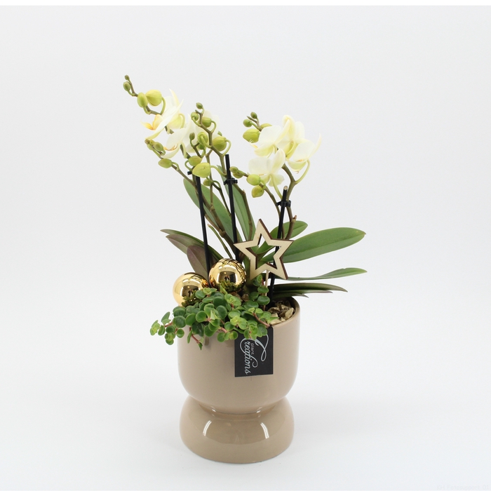 <h4>Opm PHALXM-2405 Phalaenopsis Xmas</h4>