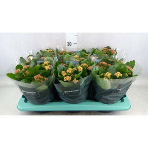 Kalanchoe blos.   ..rosebud mix/pot