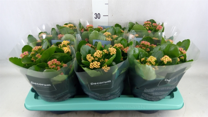 <h4>Kalanchoe blos.   ..rosebud mix/pot</h4>
