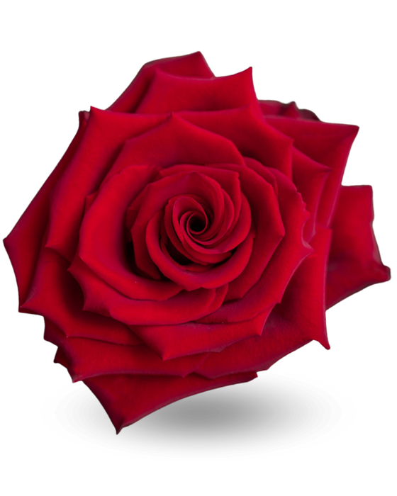 R GR EXPLORER Latina