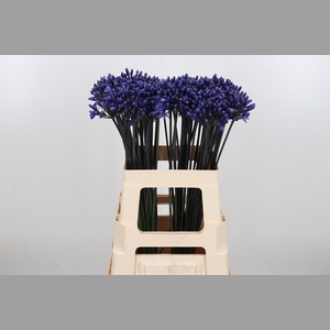 Agapanthus Intermedia