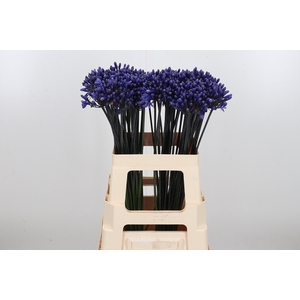 Agapanthus Intermedia