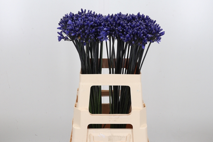 <h4>Agapanthus Intermedia</h4>