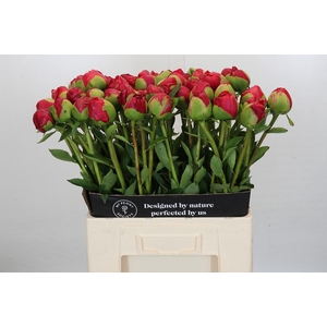 Paeonia Command Performance XXL