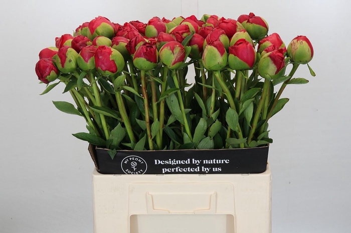 Paeonia Command Performance XXL