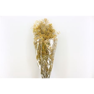 Pres Gypsophila Dusty Yellow Bunch