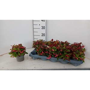 GAULTH PROCUMBENS