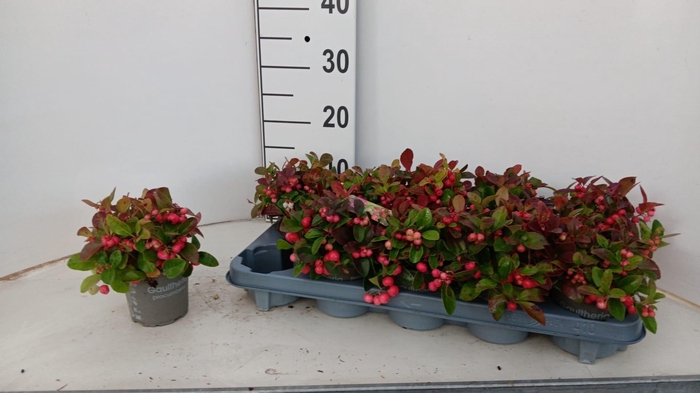 <h4>GAULTH PROCUMBENS</h4>