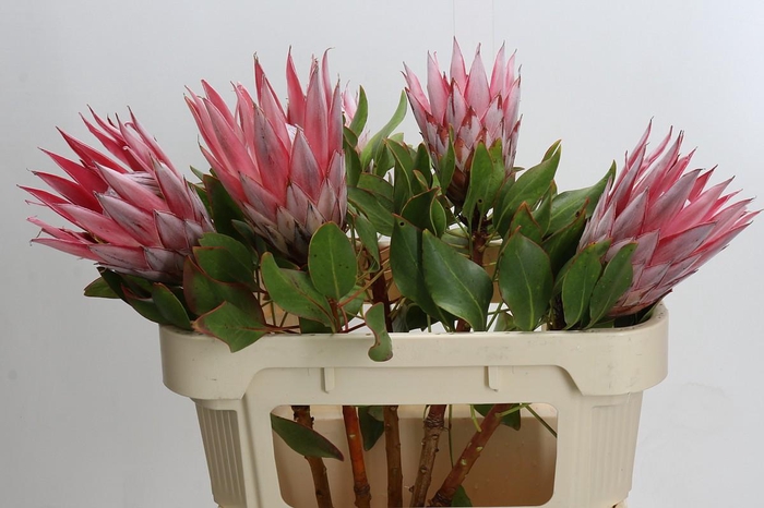 <h4>Protea Cynaroides</h4>