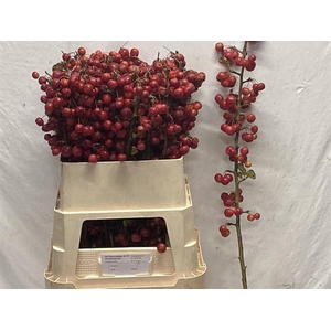 MALUS RED SENTINEL