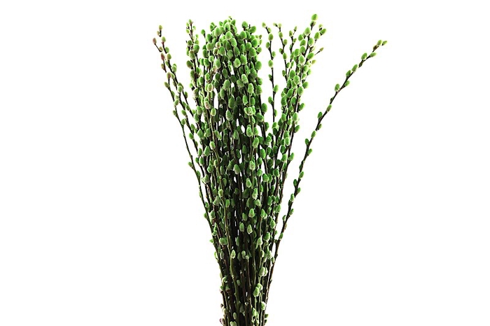 <h4>Salix Wilgenkatjes Green</h4>