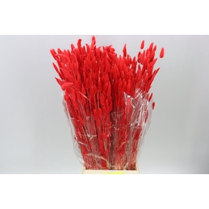 Dried Lagurus Red