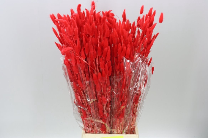 <h4>Dried Lagurus Red</h4>