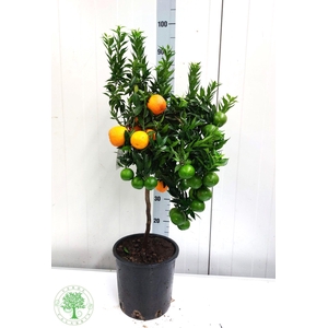 CITR AU CHINOTTO
