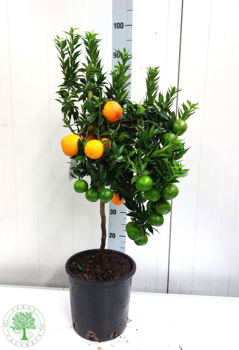 <h4>CITR AU CHINOTTO</h4>